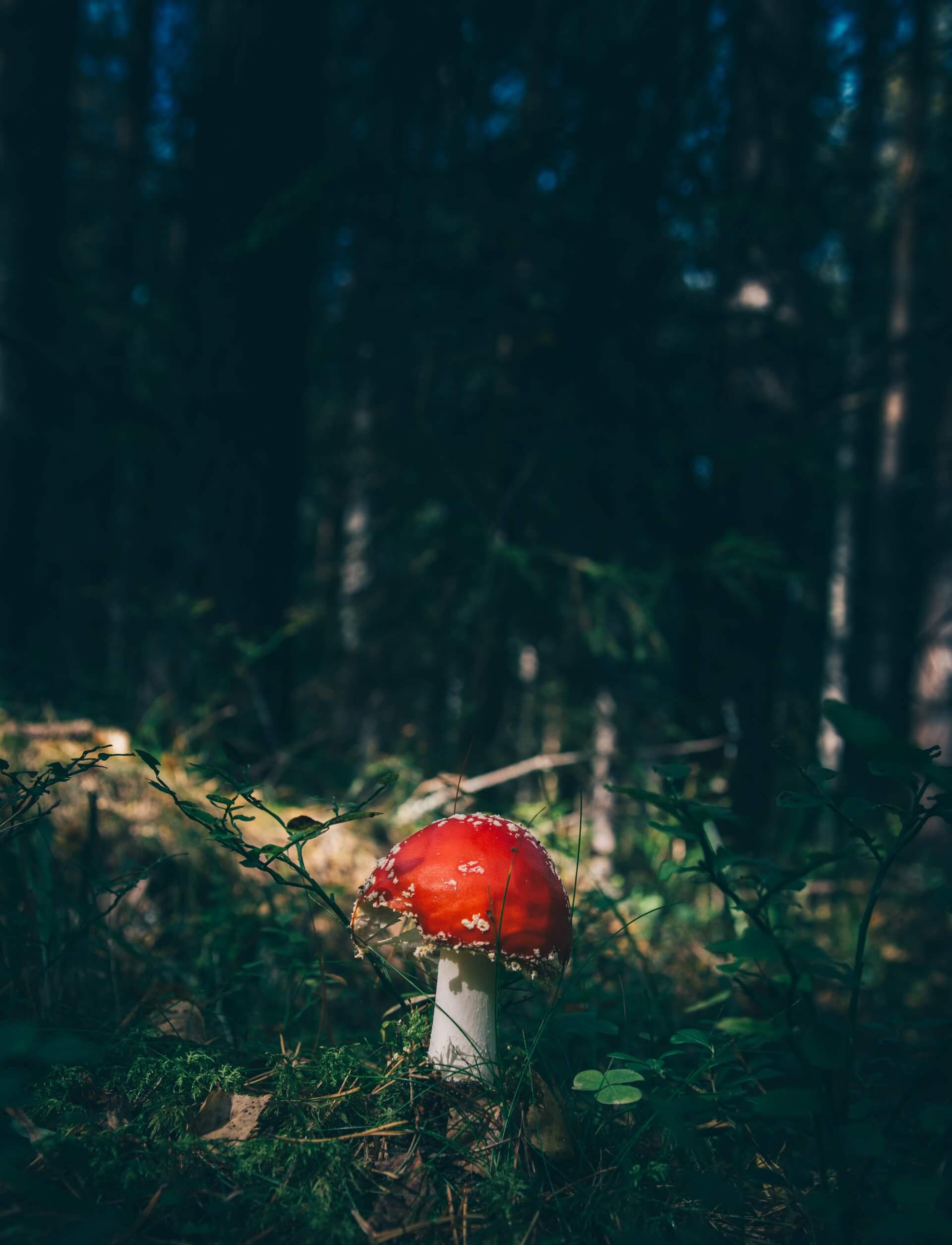 Naturfoto på en svamp i skogen.