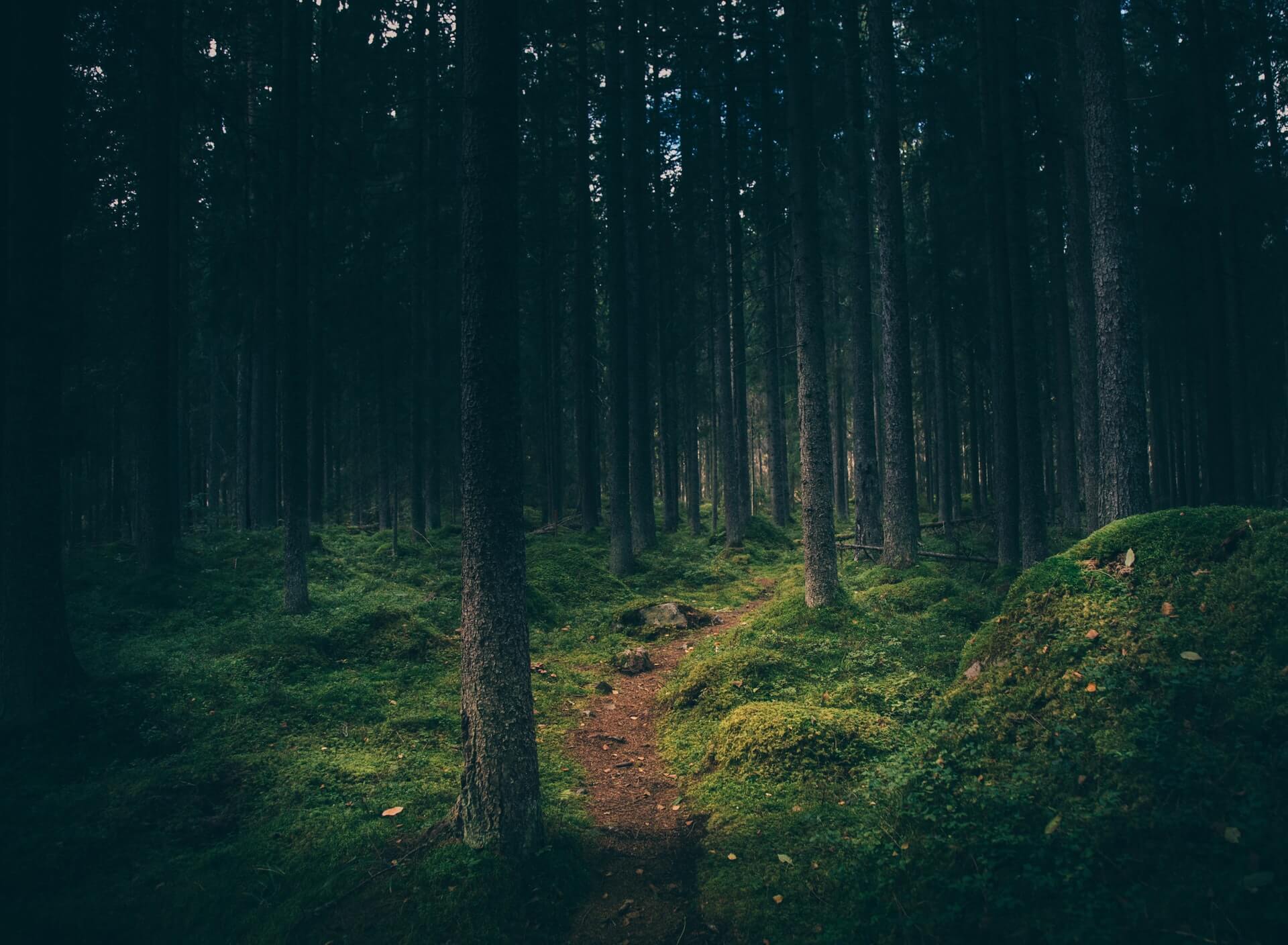 Naturfoto på en stig i en skog.